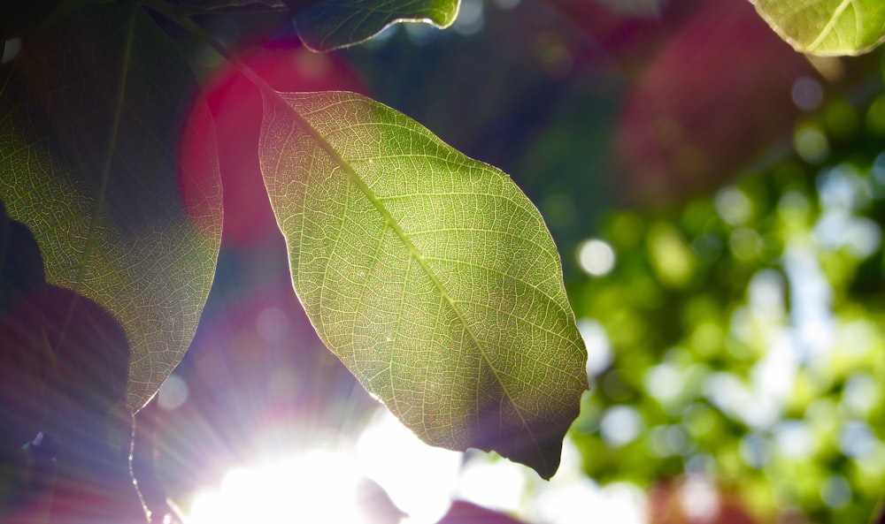 foto de foco seletivo da folha elíptica verde