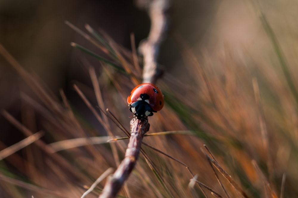 roter 7-punktiger Marienkäfer auf grauem Holzast Nahaufnahme