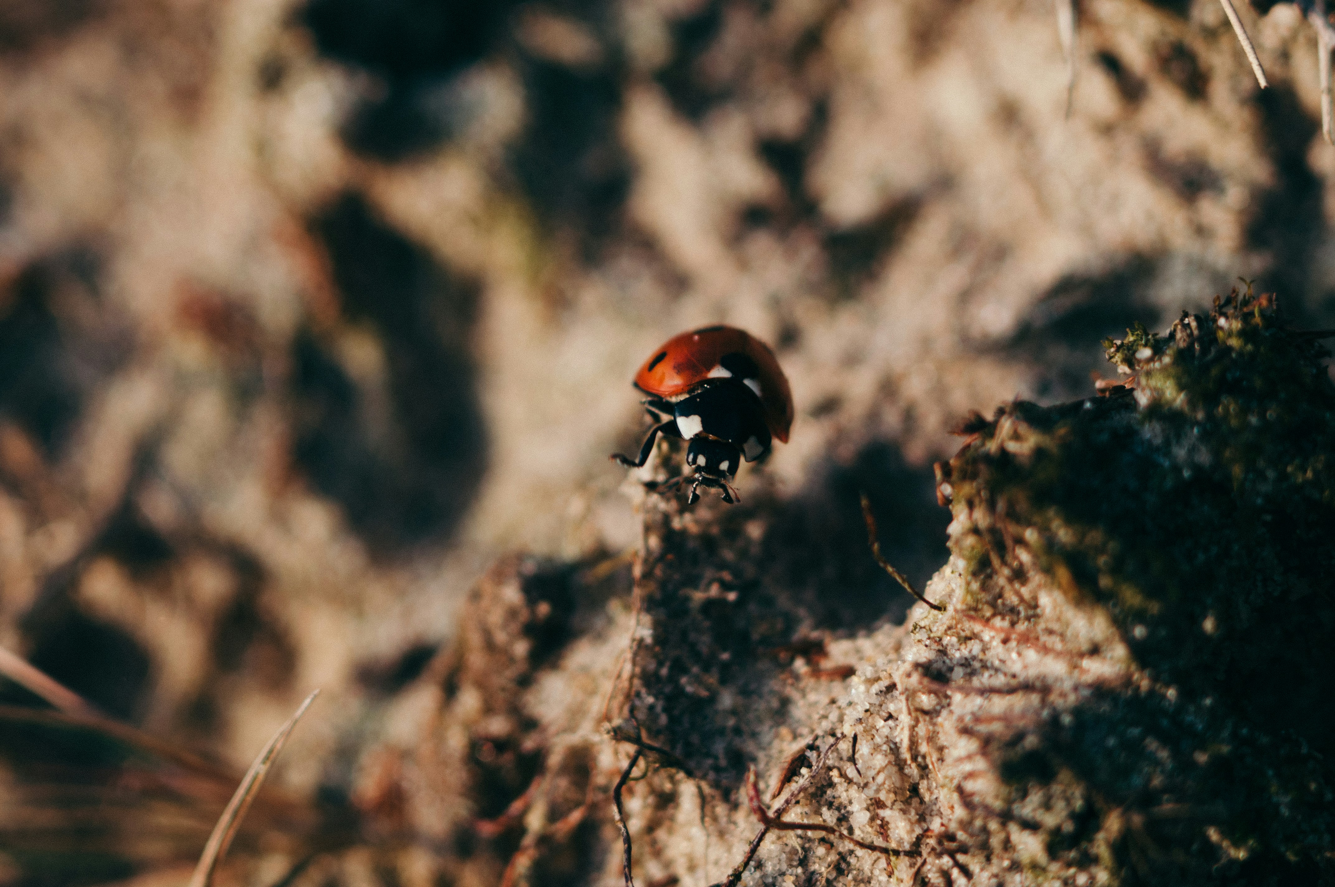 Free Unsplash photo from Timo Vijn