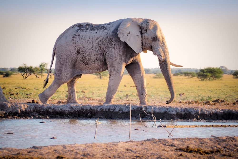 gray elephant walking near river during daytime