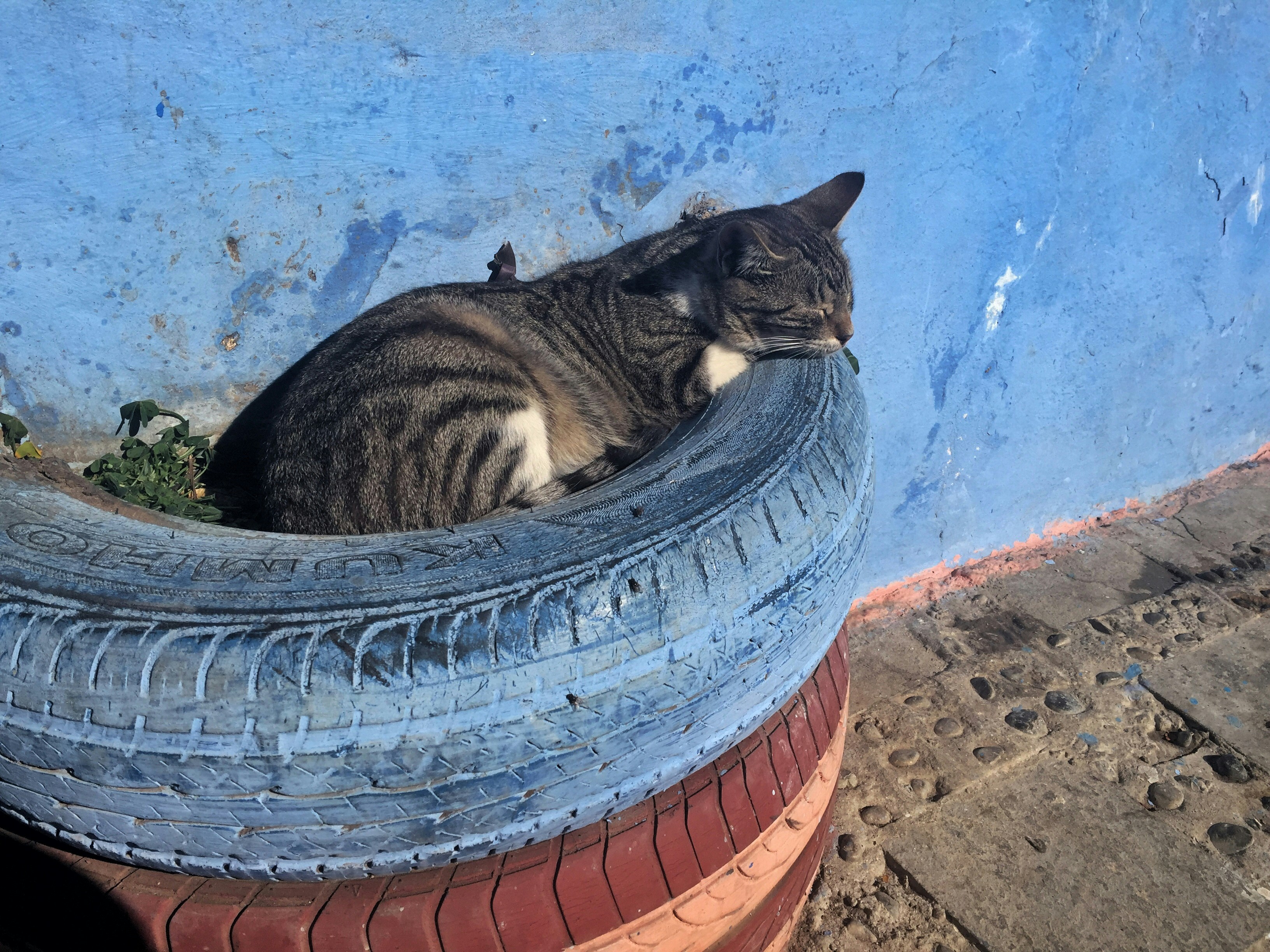 Free Unsplash photo from Eloi Collelldemont