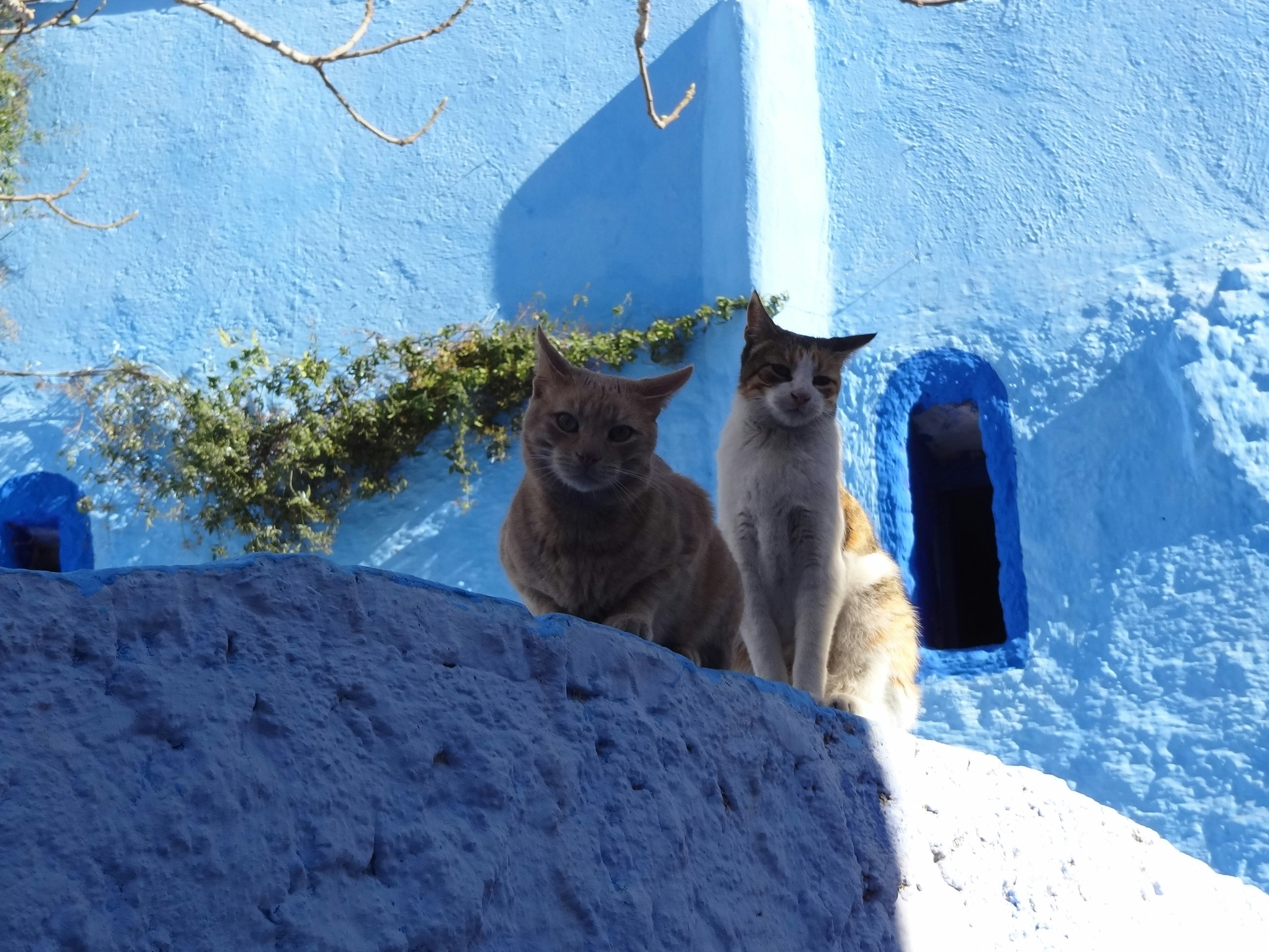 Free Unsplash photo from Eloi Collelldemont