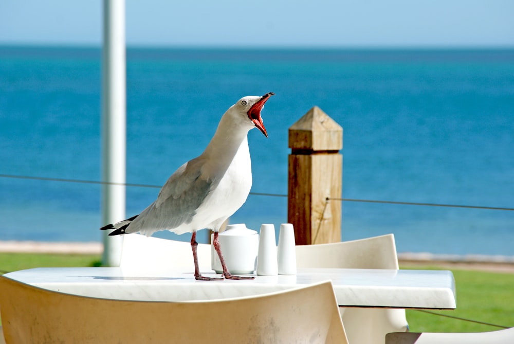 white bird opening mouth while standing on table