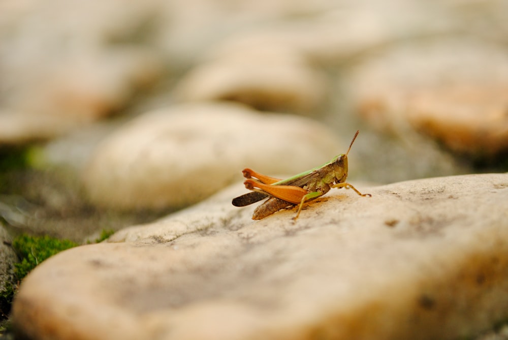 brown grasshopper selective focus photography