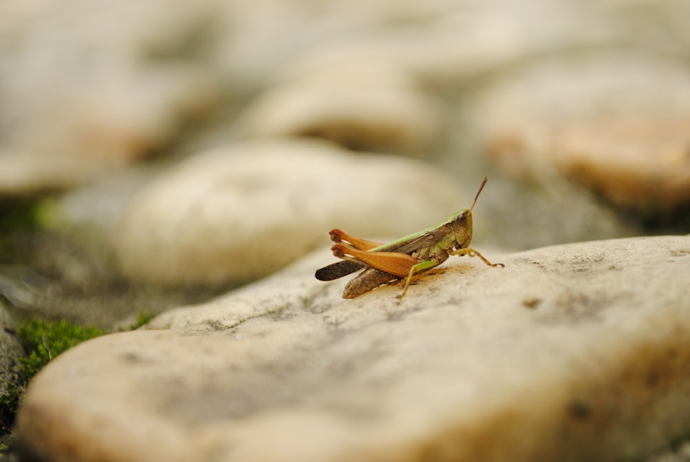 brown grasshopper selective focus photography