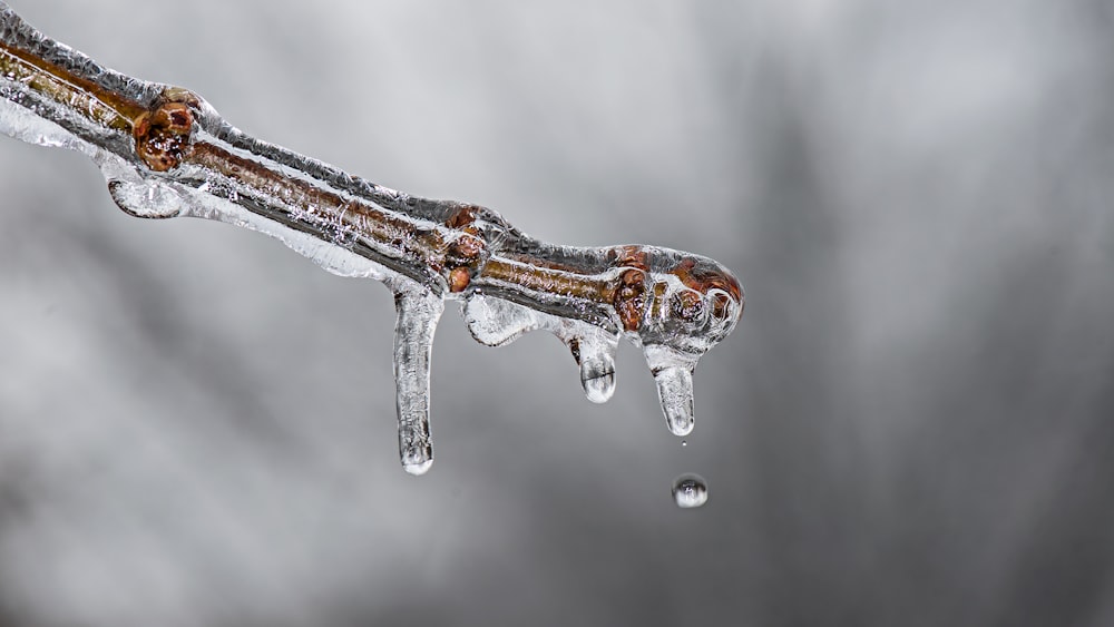 close-up photo of brown branch in icicle