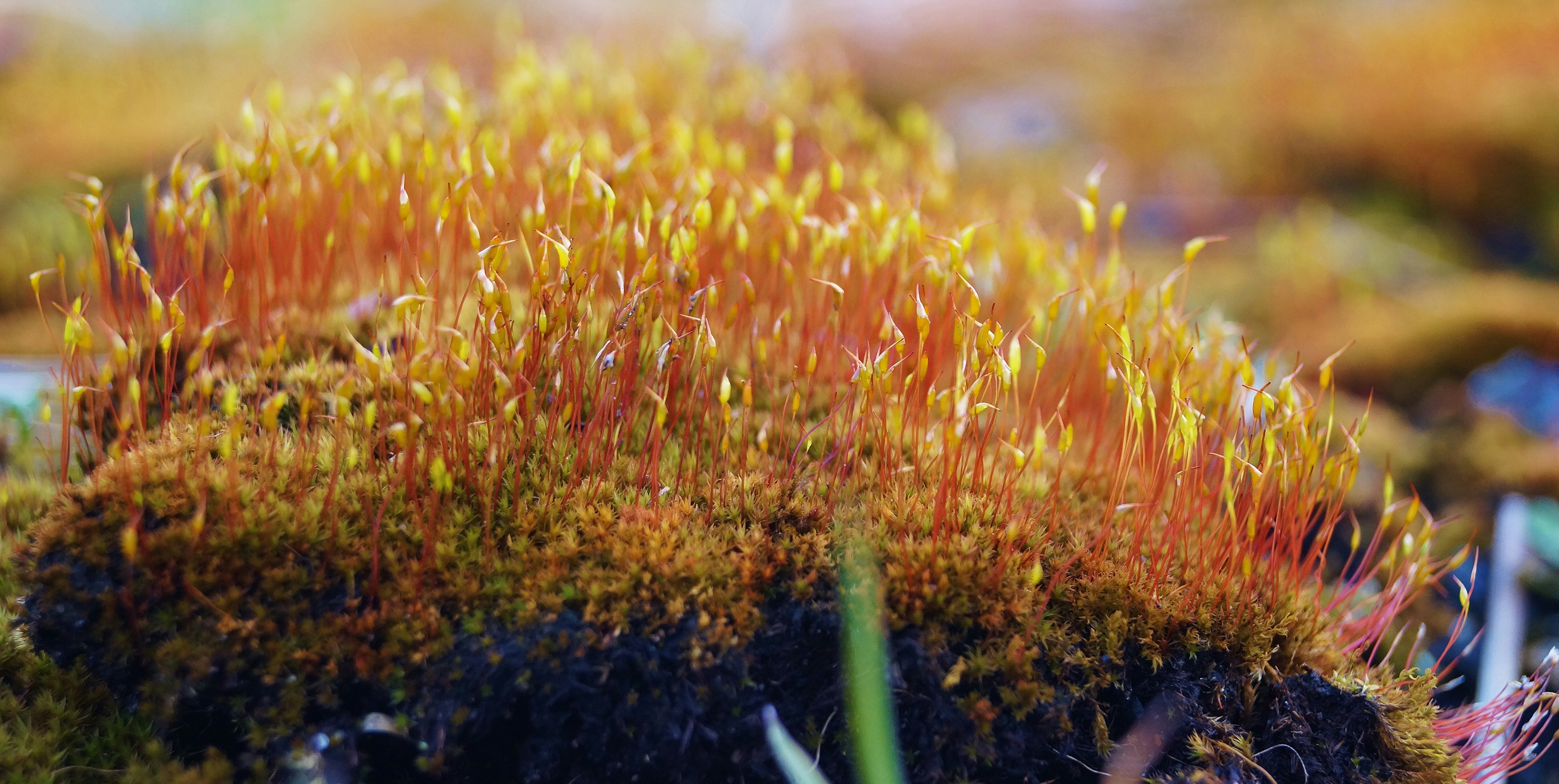 Free Unsplash photo from Oliwia G