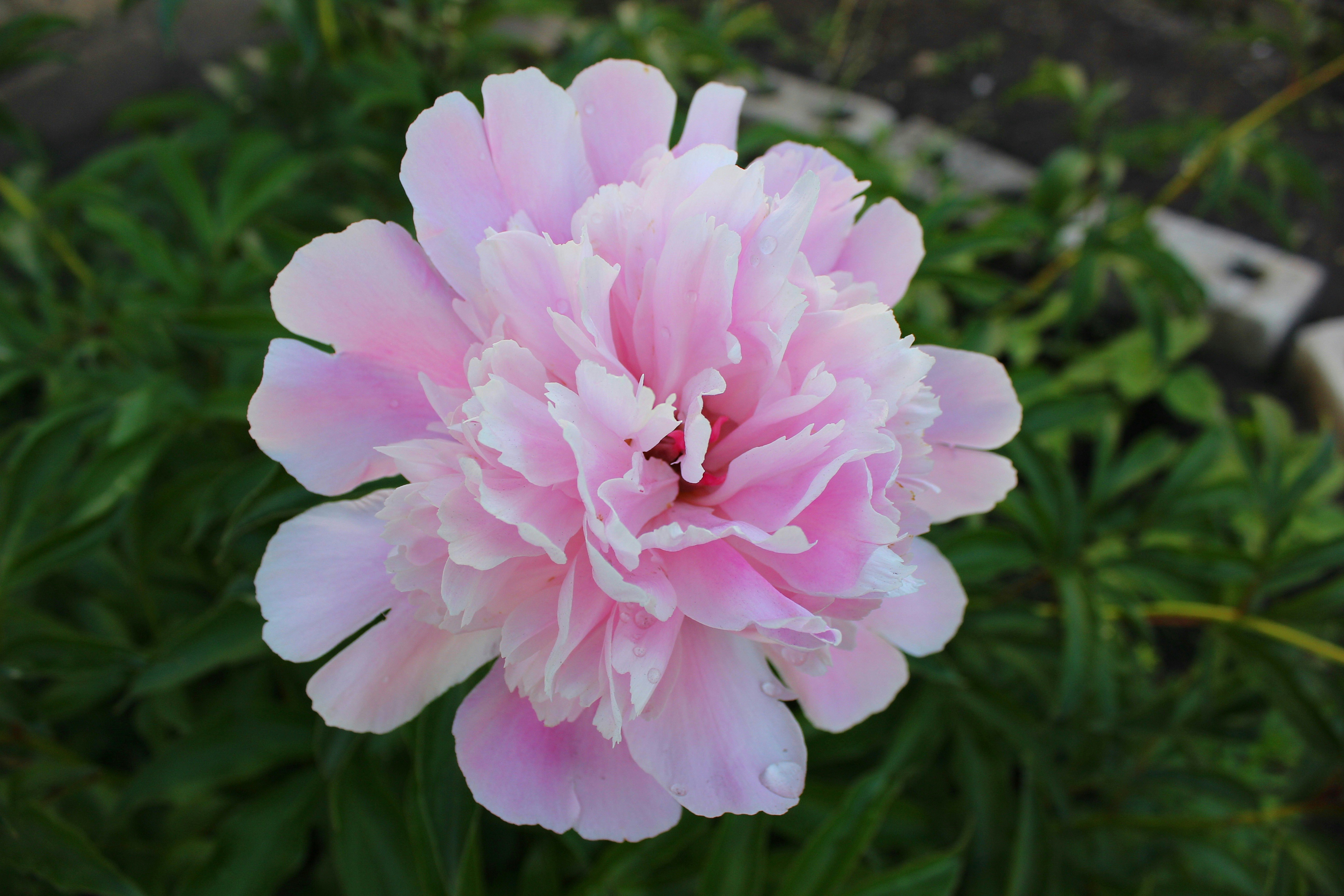 Free Unsplash photo from Polina Popova