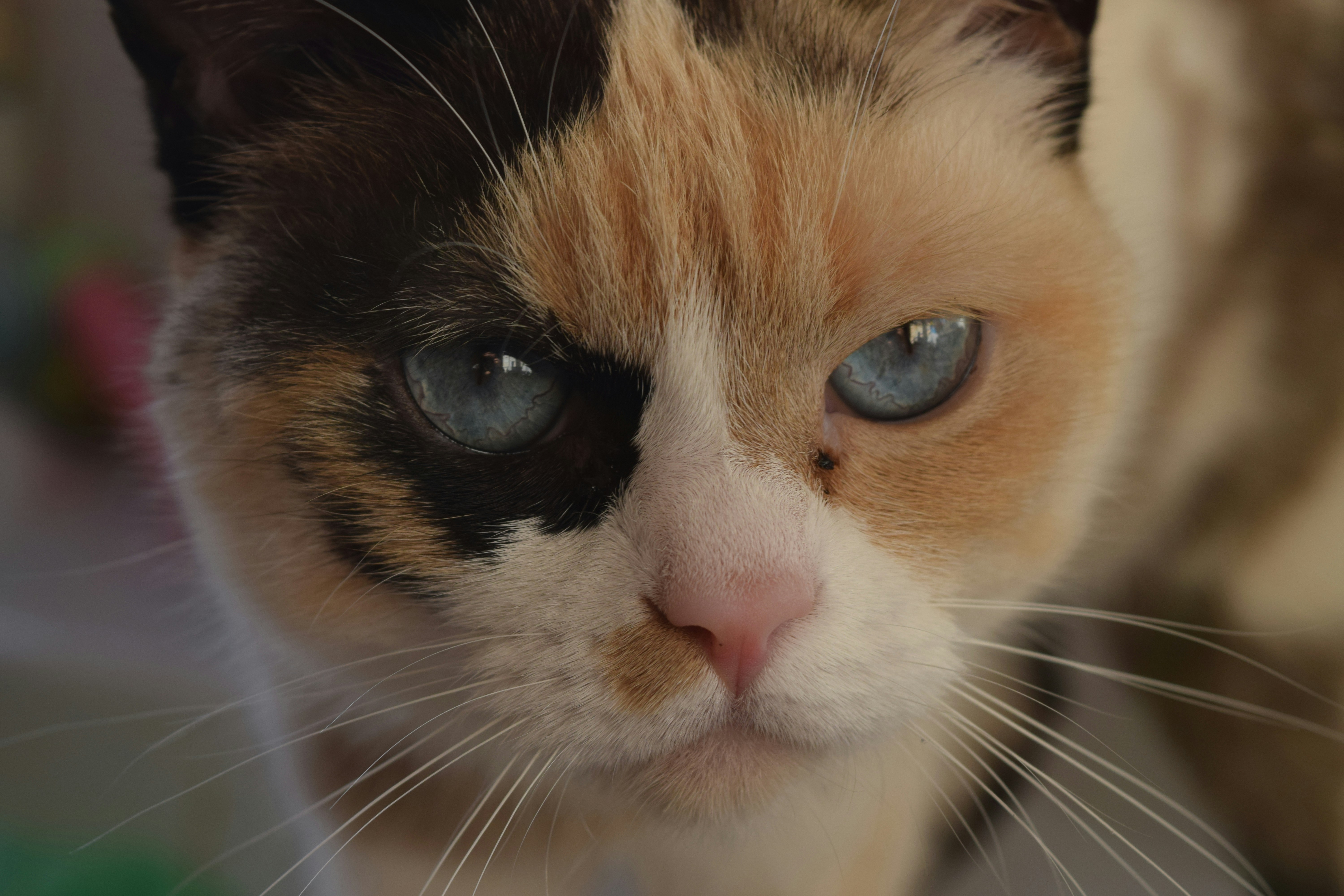 Free Unsplash photo from Lucia Velez