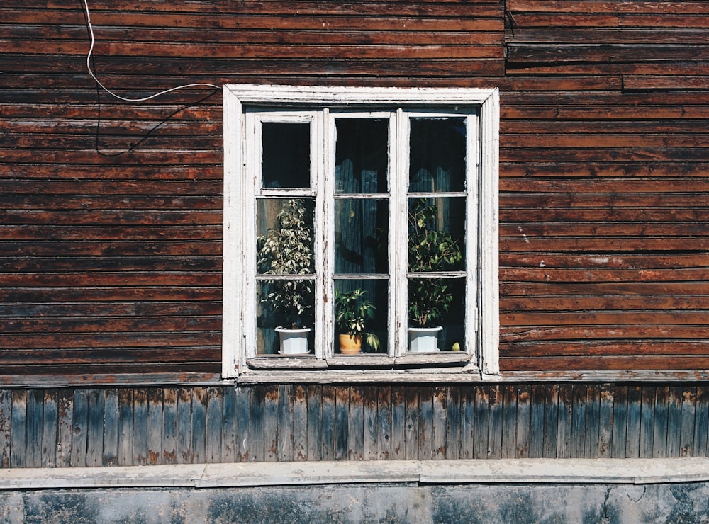 three plants on window panel