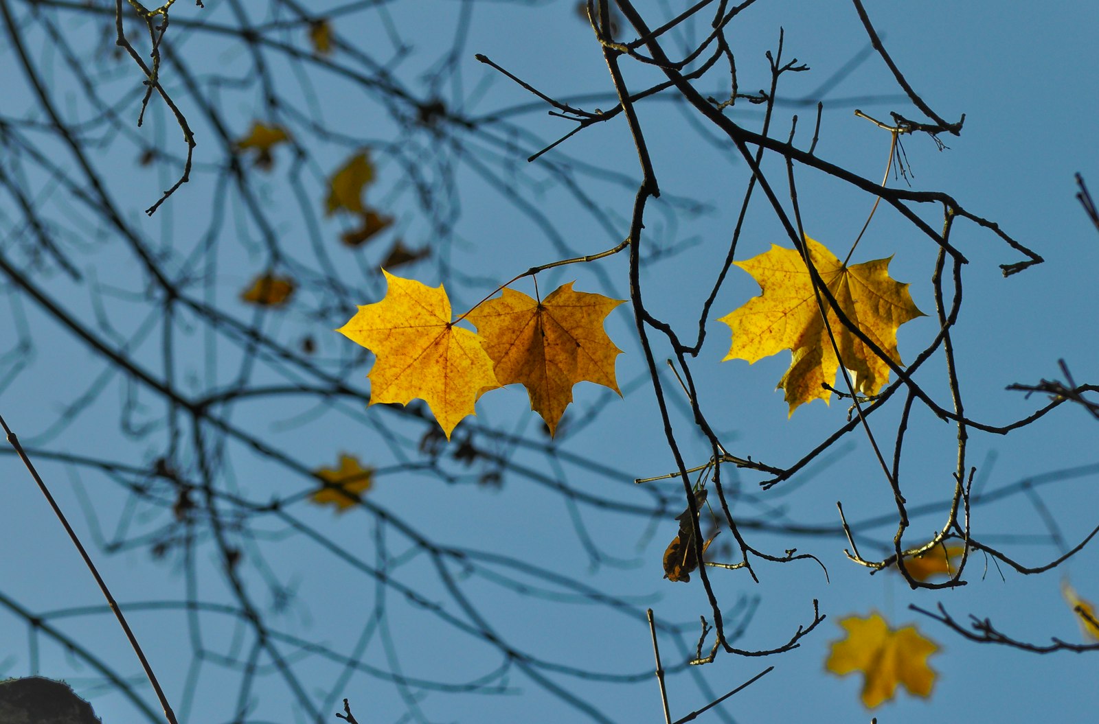 Nikon D5000 + Nikon AF-S DX Nikkor 55-200mm F4-5.6G VR sample photo. Yellow leaf photography