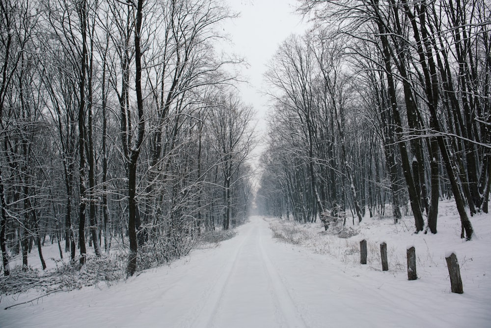 snow-covered walkway beside leafless trees