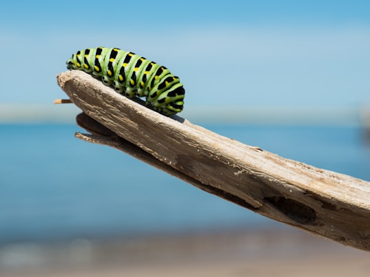 green and black caterpillar on wood in Les Îles-de-la-Madeleine Canada