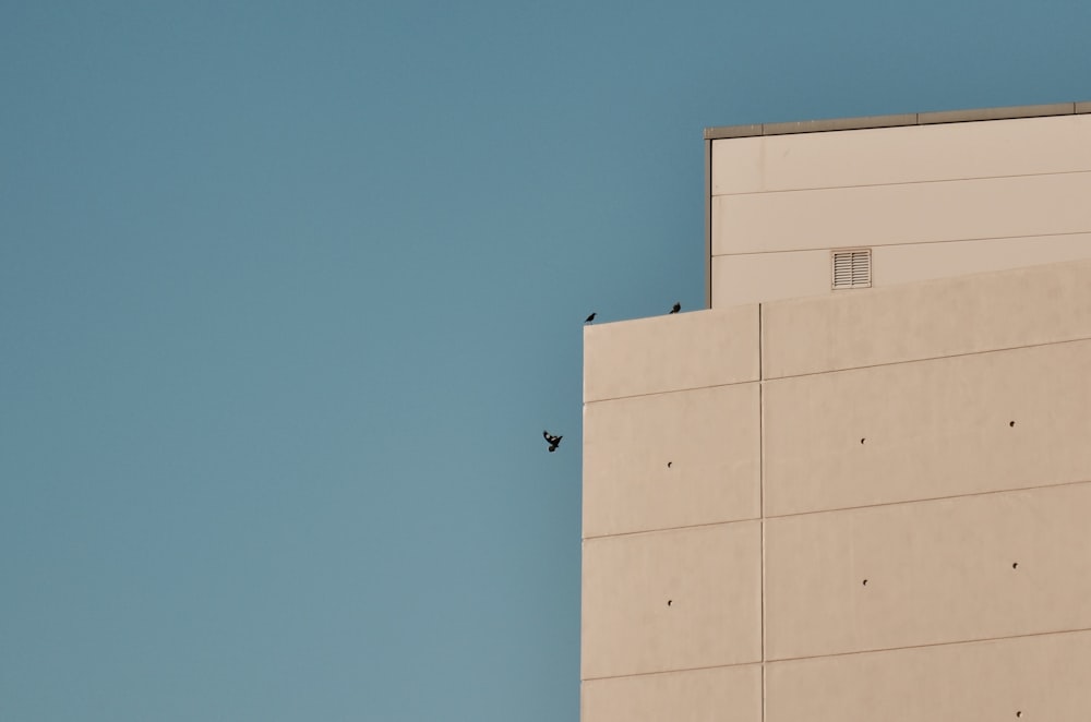 three birds beside building