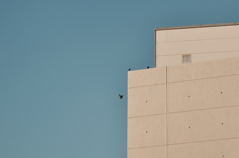 建物の横の3羽の鳥