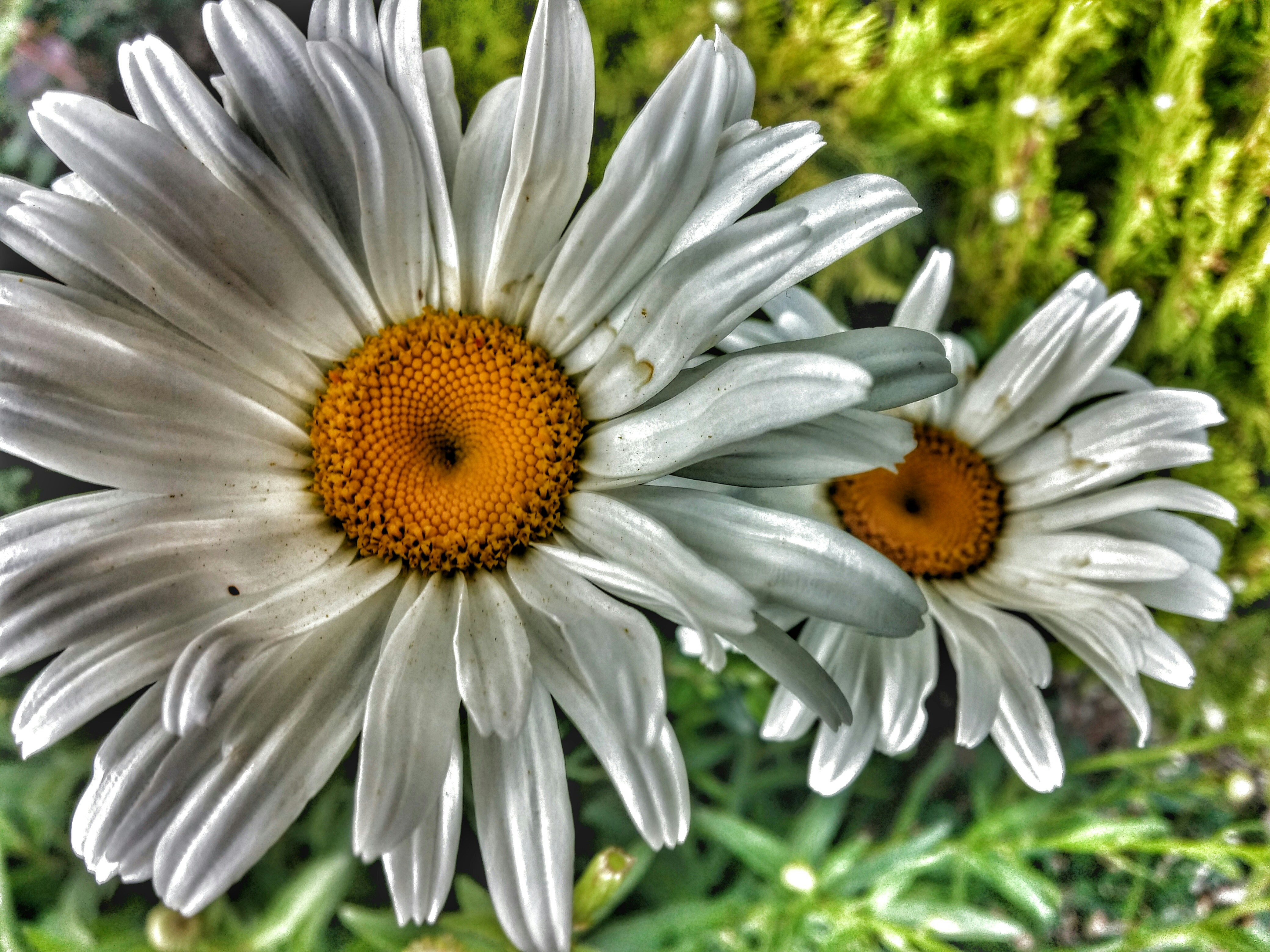 Free Unsplash photo from arash davoodi