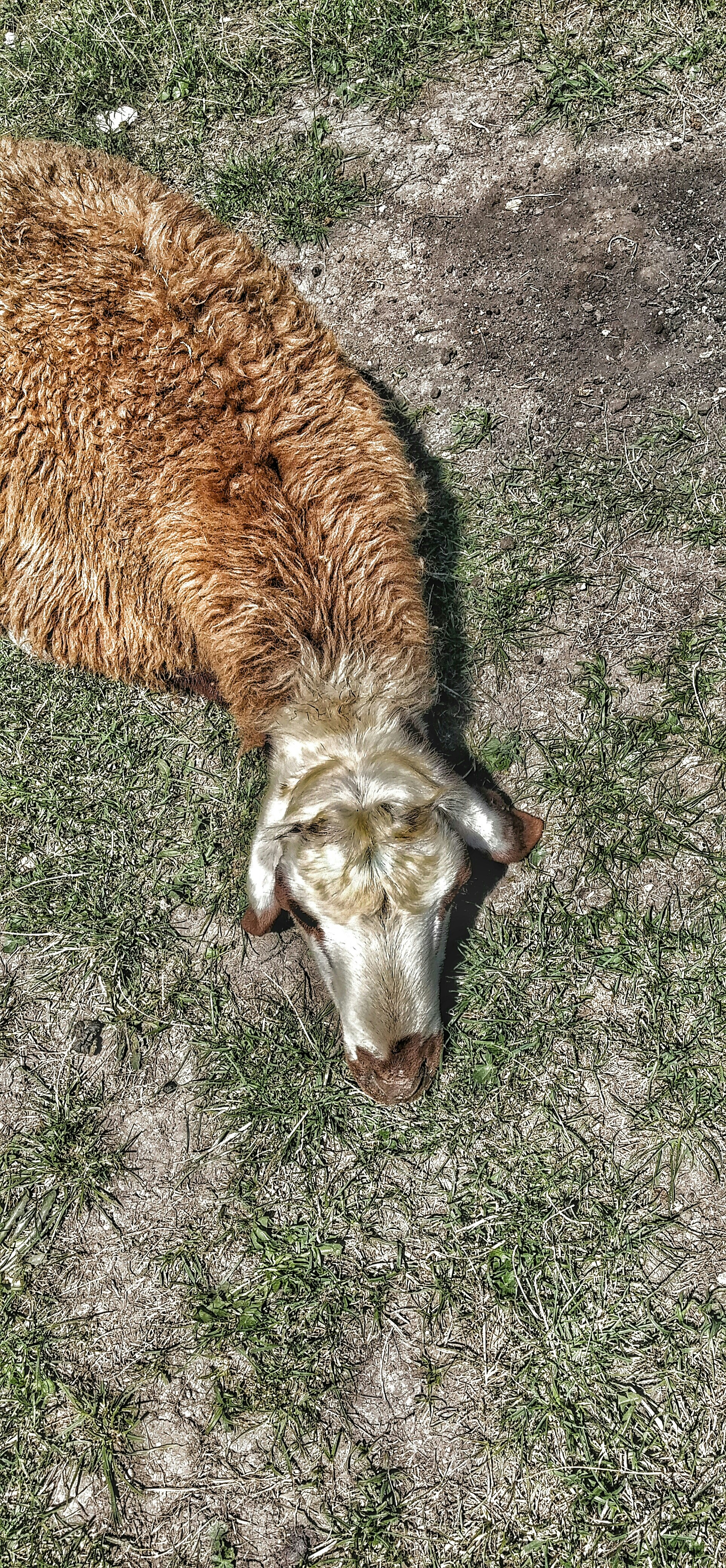 Free Unsplash photo from arash davoodi