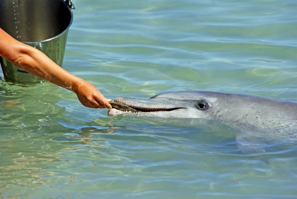 persona alimentando a un delfín gris