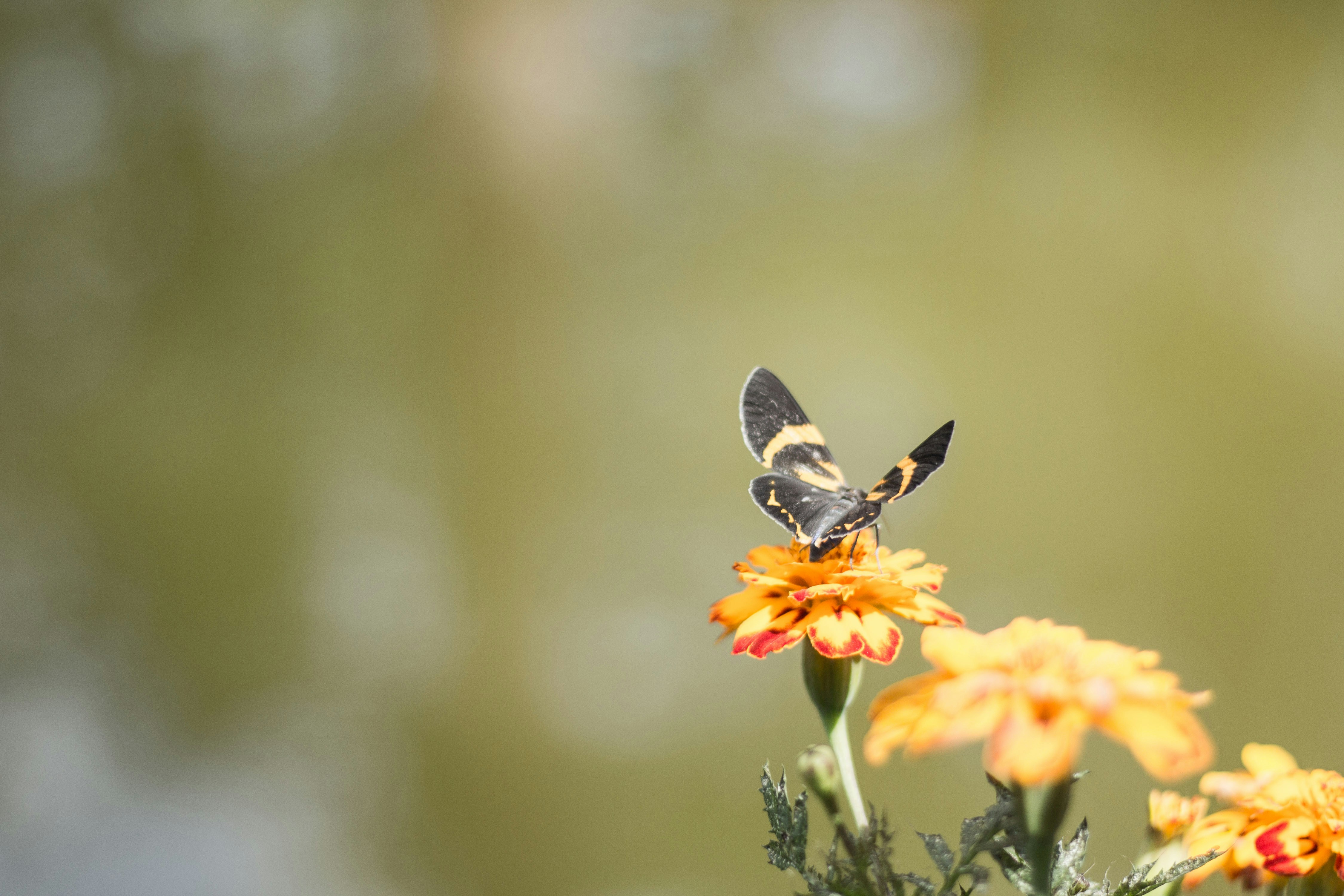 Free Unsplash photo from Marc Fulgar