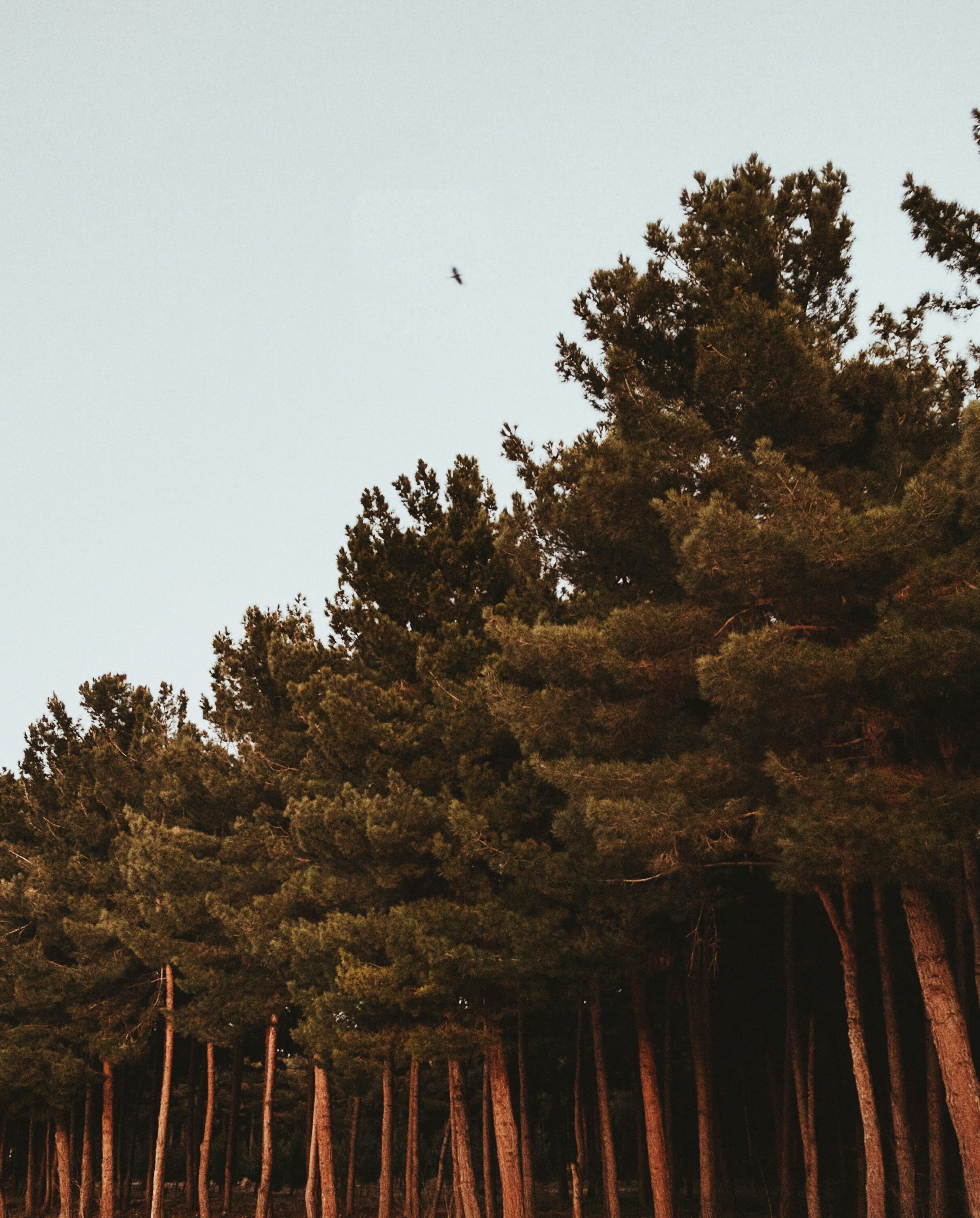 Free Unsplash photo from mohammad alizade