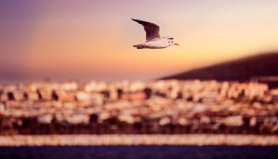 white seagull soaring in sky at daytime