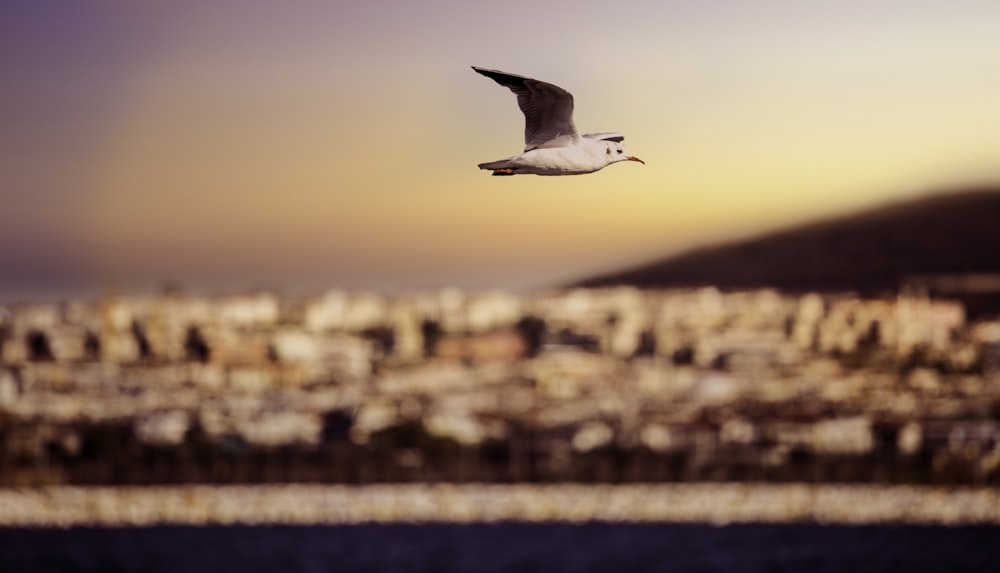 white seagull soaring in sky at daytime