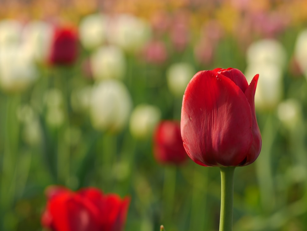 closeup photo of red tulips