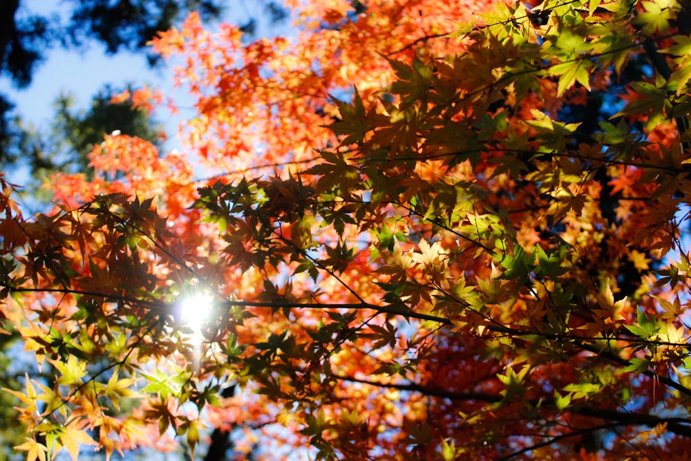 maple tree under clear skies at daytime