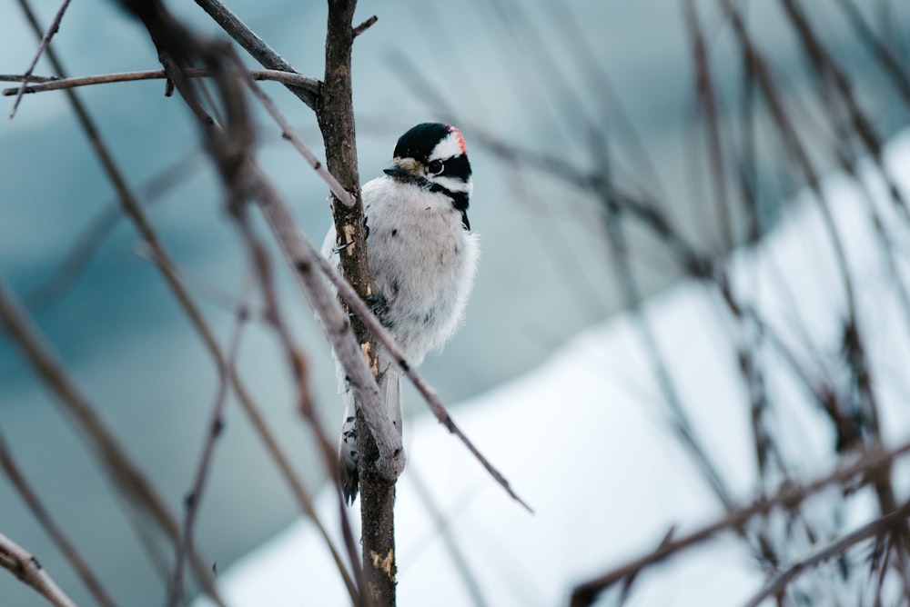 white and black bird on tree branch during daytime