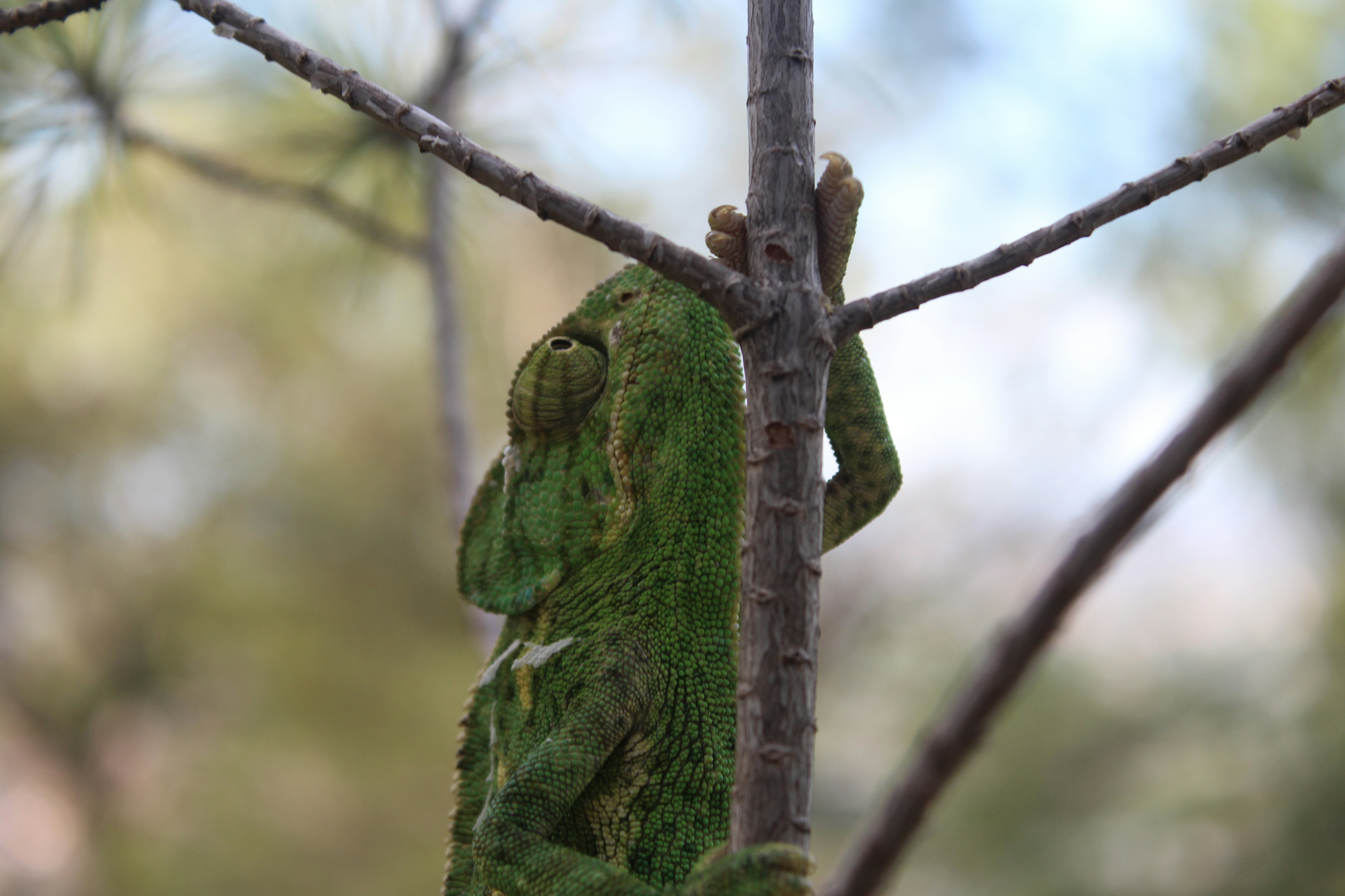 Free Unsplash photo from Omar De la Cova