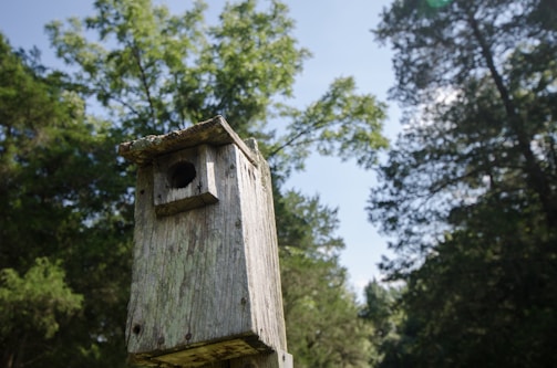 Close-up of a smart birdhouse with a solar panel and HD camera nestled among green leaves.