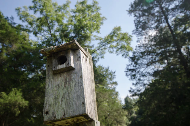A cozy home weather station surrounded by trees with birds perched nearby under a bright sky.