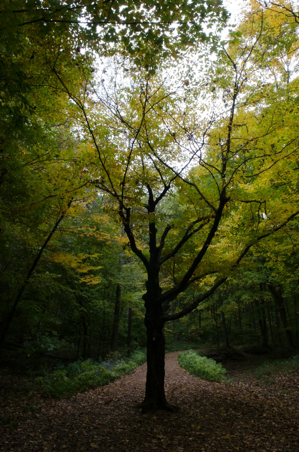 green tree