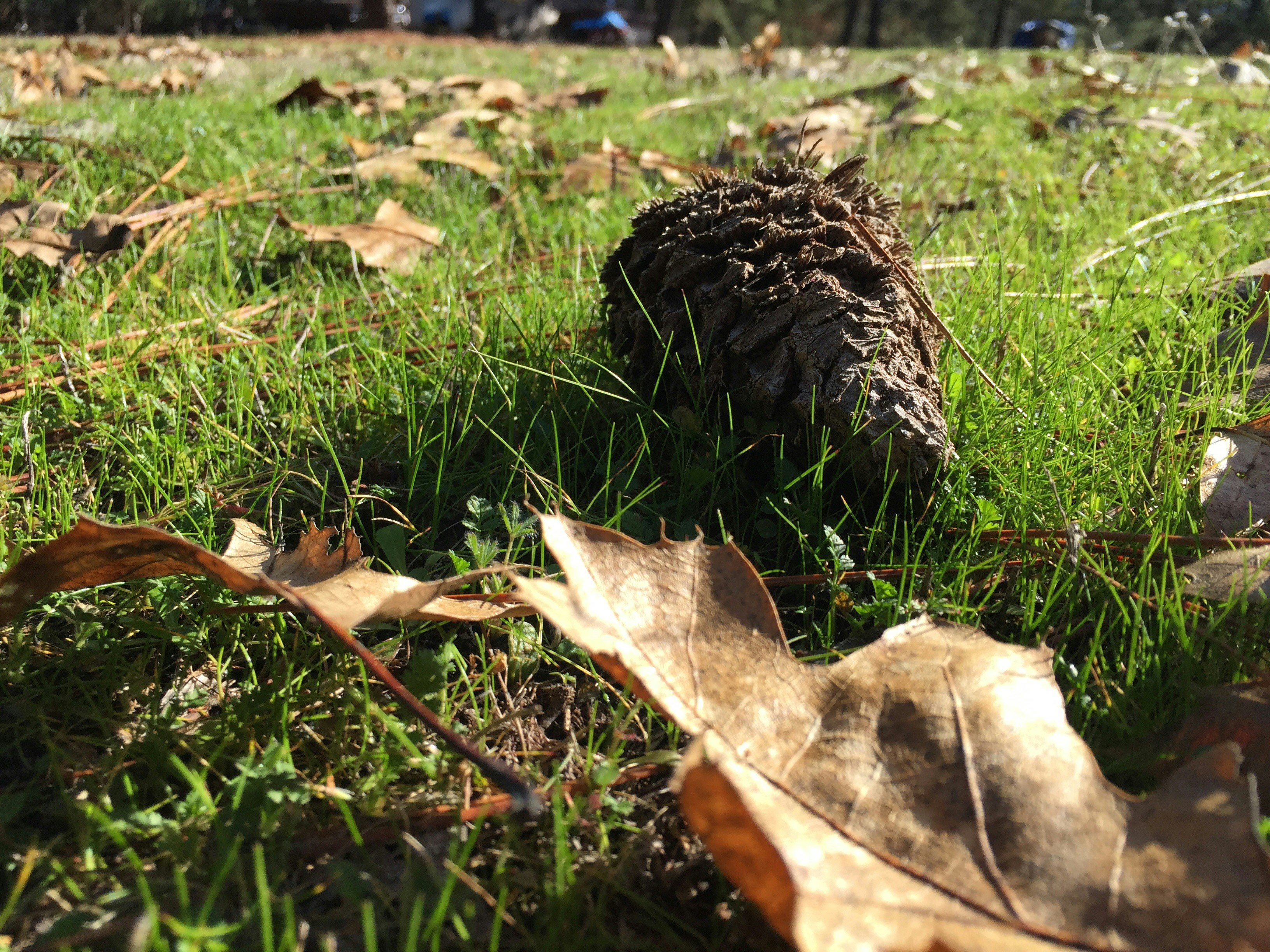 Free Unsplash photo from Cassie Redfern