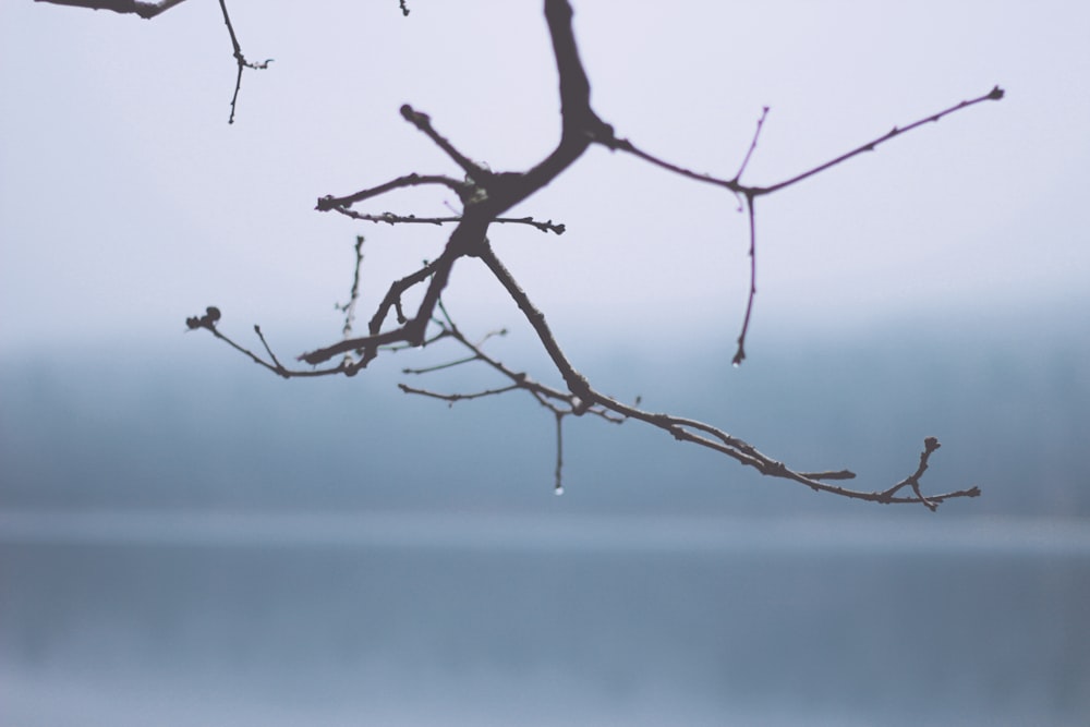 fotografia de foco seletivo de galho de árvore