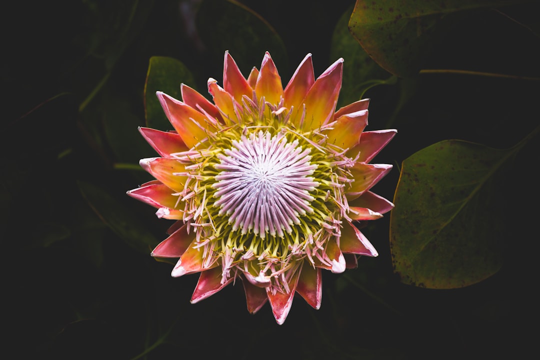 bokeh photography of pink flower