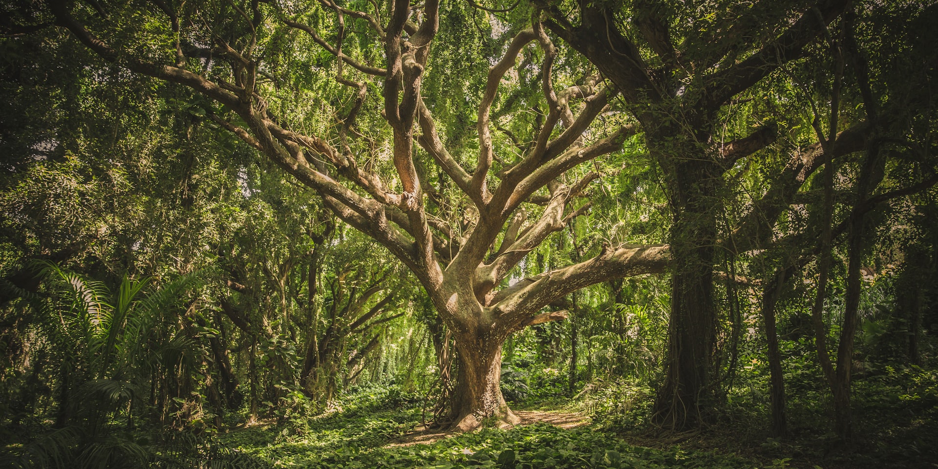 Cover Image for Psychedelics and Altered States of Consciousness: 

How have you personally benefited from your own experience or observed changes within others? 