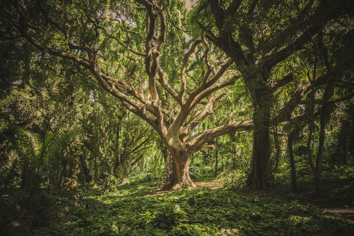 Walking Through the Forest