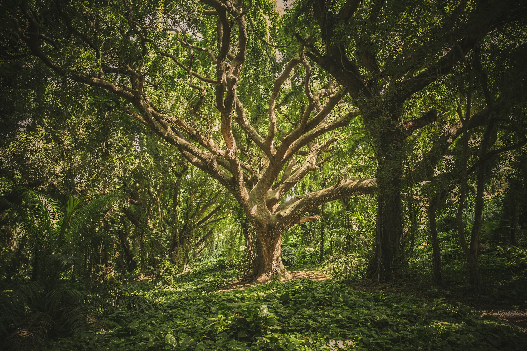 Tree in forest of plants