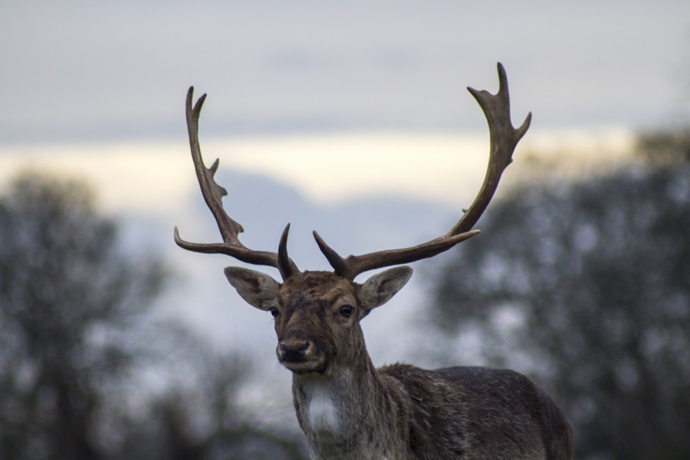 shadow depth of field photography of deer