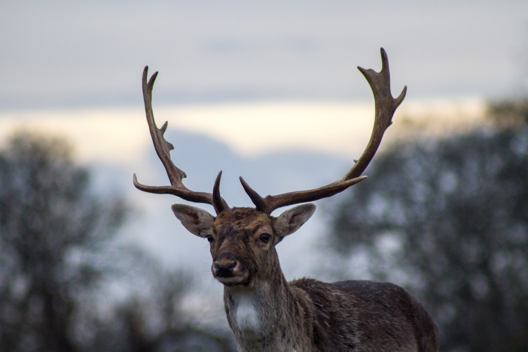 Wildlife photo spot National Trust - Attingham Park Brecon