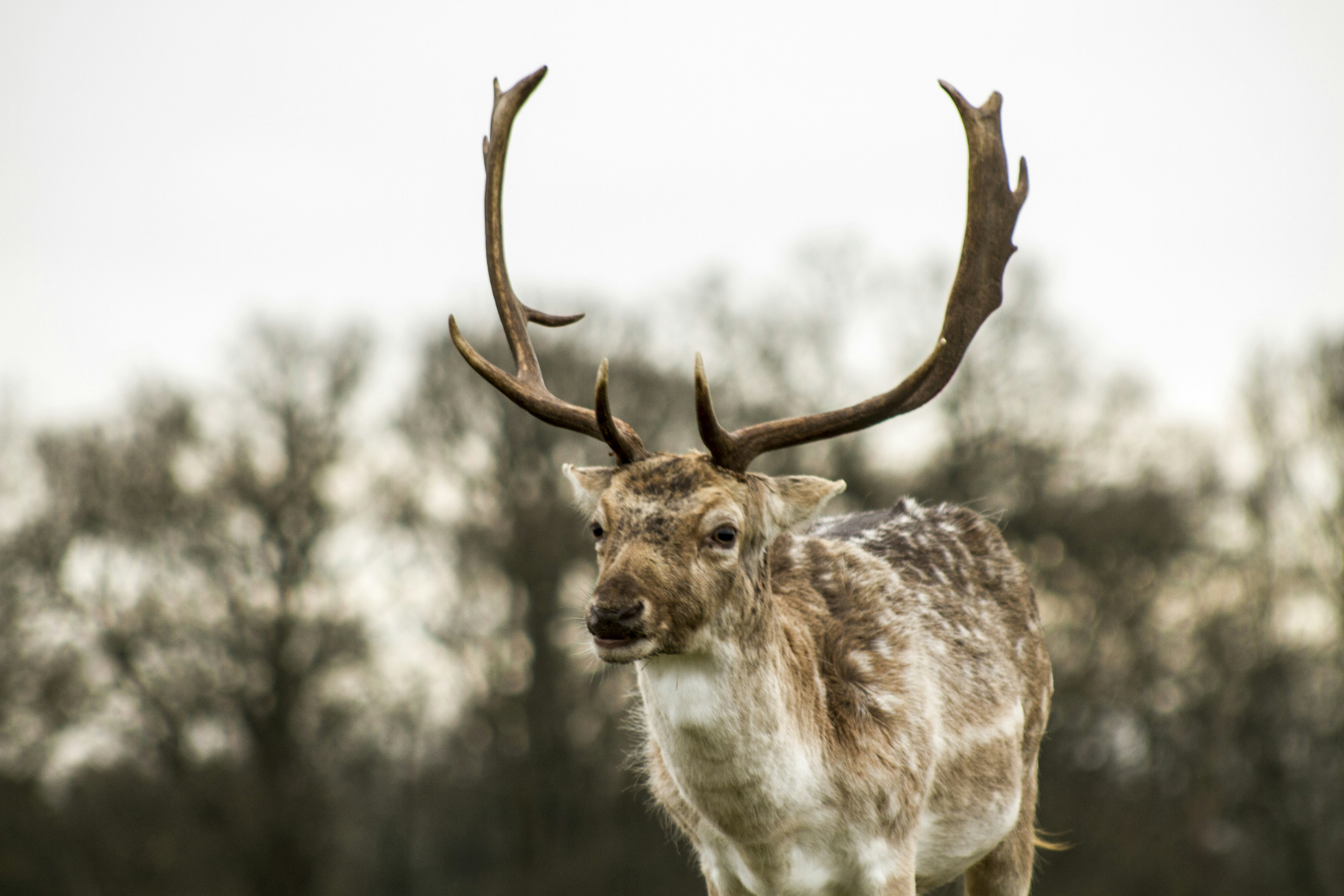 Free Unsplash photo from Philip Swinburn