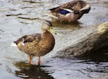 Two ducks are in a natural water setting, with one duck standing in shallow water near a log while the other duck is in the background with its head down. The water is rippling gently around them.