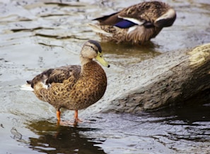 Two ducks are in a natural water setting, with one duck standing in shallow water near a log while the other duck is in the background with its head down. The water is rippling gently around them.