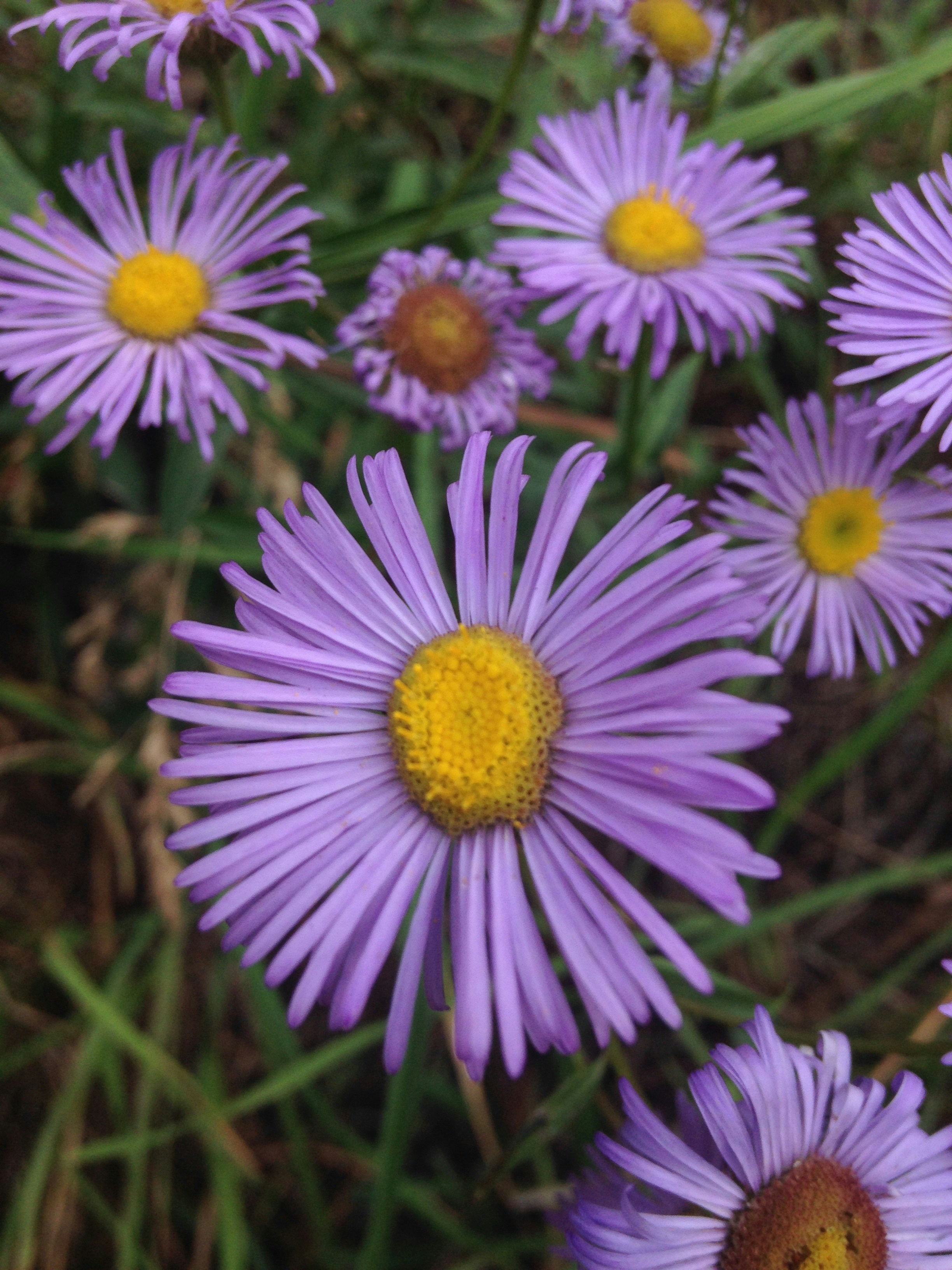 Free Unsplash photo from Kimberly Hawks