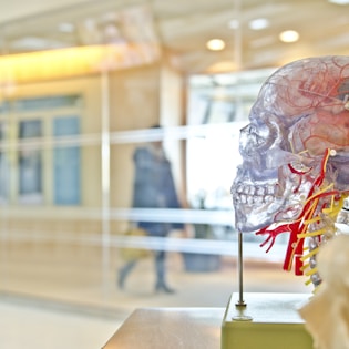 selective focus phot of artificial human skull