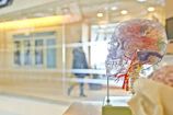 Close-up of neuroanatomy models used during a neurophysiology course.