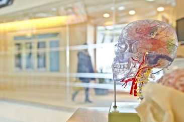 A clear plastic anatomical model of a human head, displaying internal structures such as the brain and blood vessels. It sits on a stand in a brightly lit room with blurred figures and architectural features in the background.