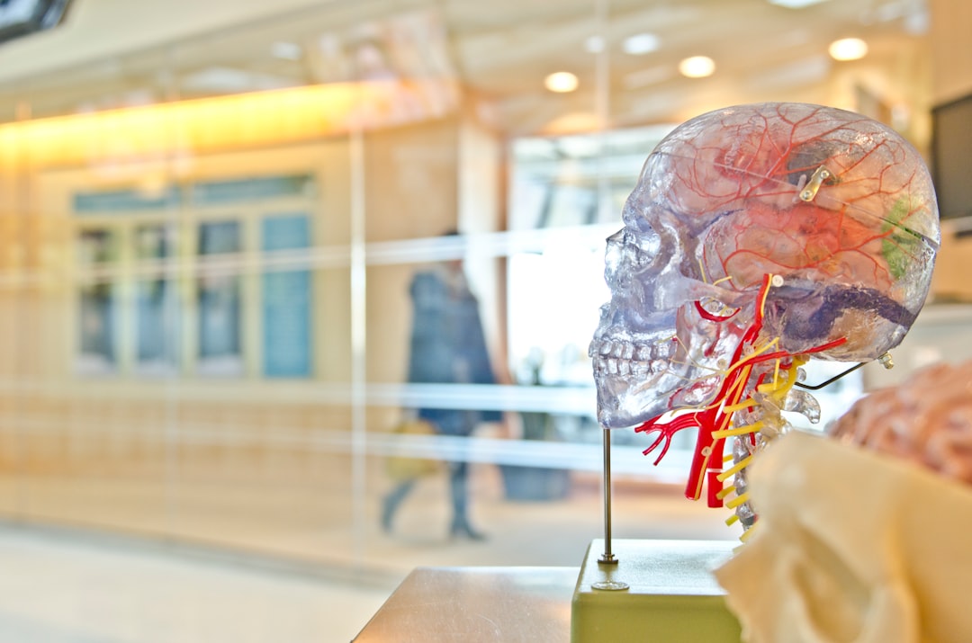 A transparent skull model in a corridor