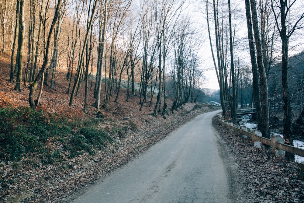 trees near road